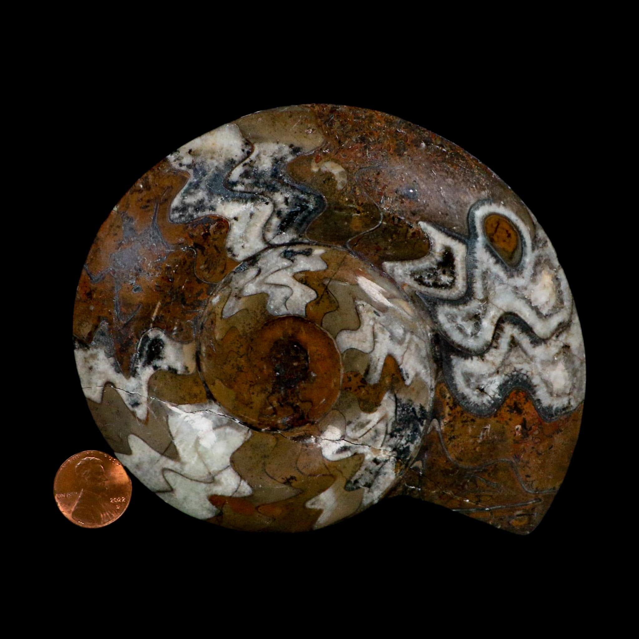 4.8" Goniatite Ammonite Fossil Polished Morocco Devonian Age COA