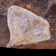 1.5" Detailed Ginkgo Cranei Fossil Plant Leaf Morton County, ND Paleocene Age COA