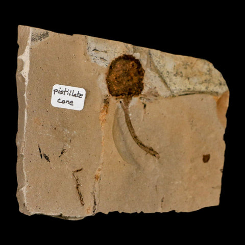 1.4" Rare Fossil Pistillate Cone Metasequoia Dawn Redwood Oligocene Age MT COA - Fossil Age Minerals