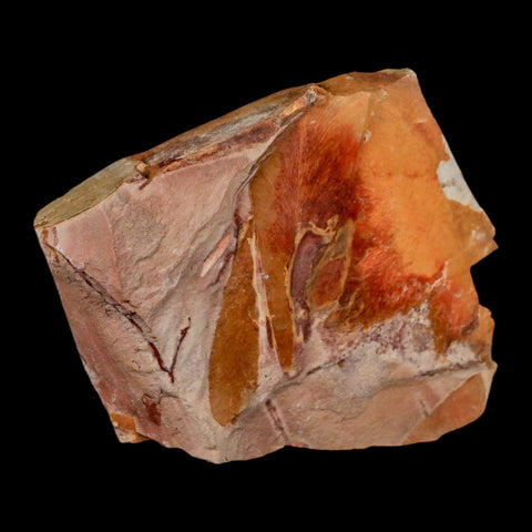 5.3" Detailed Glossopteris Browniana Fossil Plant Leaves Permian Age Australia - Fossil Age Minerals