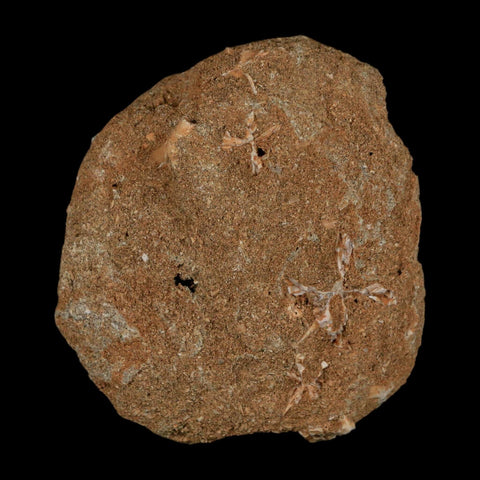 1.2" Mosasaur Prognathodon Fossil Tooth In Matrix Cretaceous Dinosaur Era COA