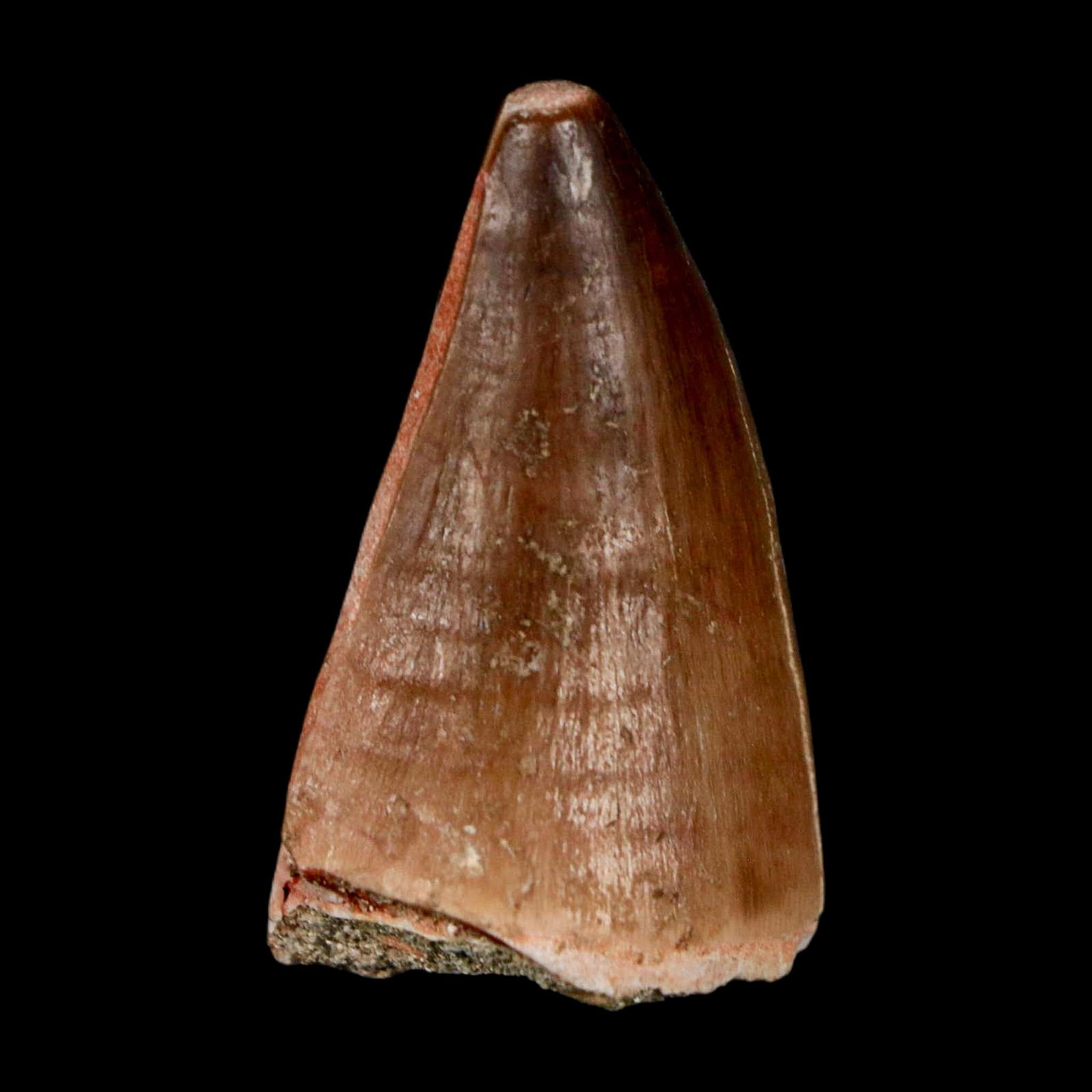 1.5" Mosasaur Prognathodon Fossil Tooth Cretaceous Dinosaur Era COA & Stand - Fossil Age Minerals