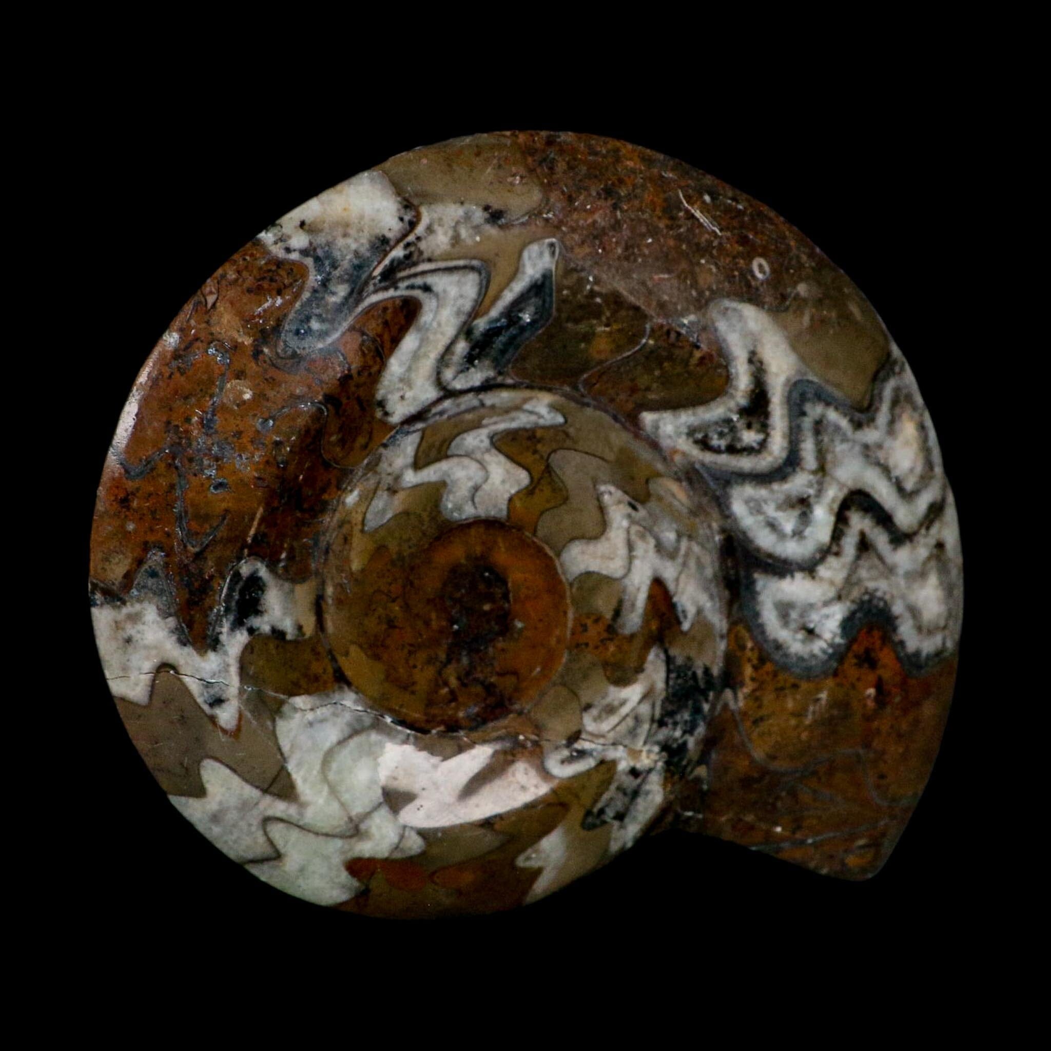 4.8" Goniatite Ammonite Fossil Polished Morocco Devonian Age COA