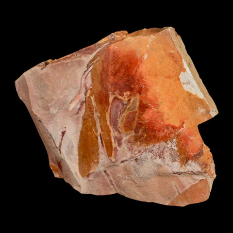 5.3" Detailed Glossopteris Browniana Fossil Plant Leaves Permian Age Australia - Fossil Age Minerals