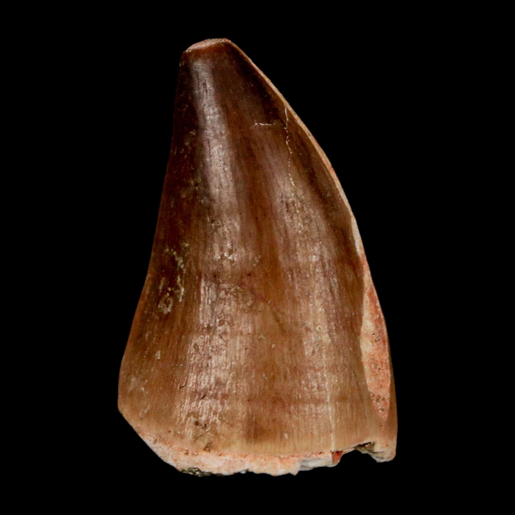 1.5" Mosasaur Prognathodon Fossil Tooth Cretaceous Dinosaur Era COA & Stand - Fossil Age Minerals