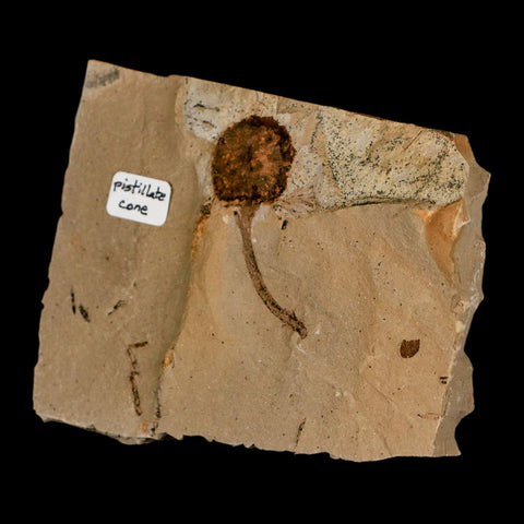 1.4" Rare Fossil Pistillate Cone Metasequoia Dawn Redwood Oligocene Age MT COA - Fossil Age Minerals