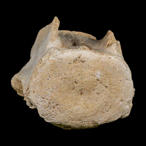 3.5" Basilosaurus Vertebrae Fossil Prehistoric Whale 34 Mil Yrs Old Late Eocene COA - Fossil Age Minerals