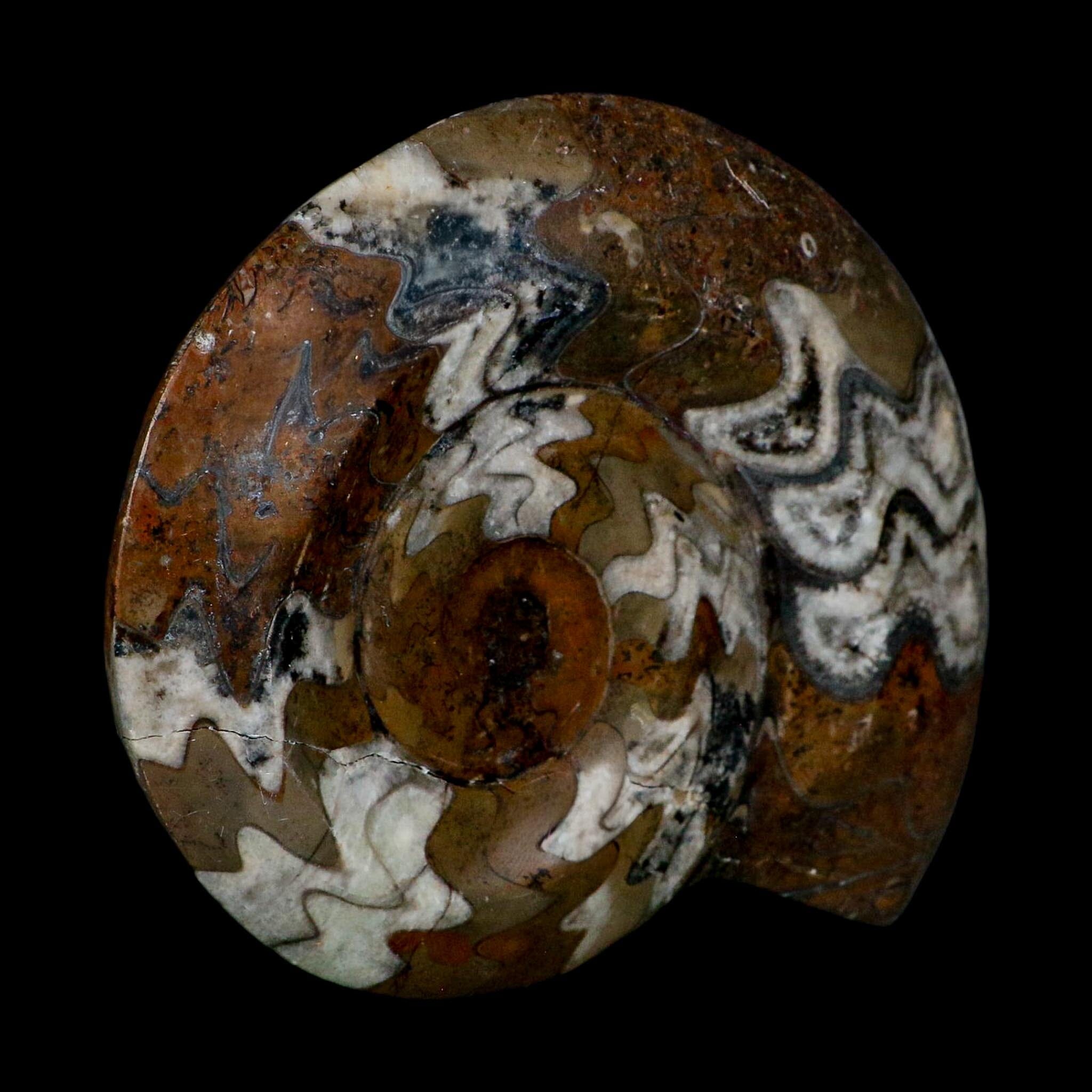 4.8" Goniatite Ammonite Fossil Polished Morocco Devonian Age COA