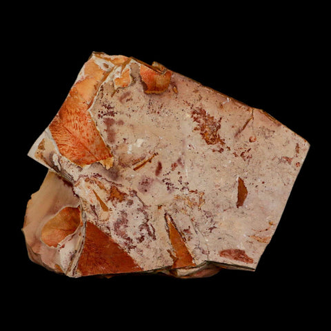 5.3" Detailed Glossopteris Browniana Fossil Plant Leaves Permian Age Australia - Fossil Age Minerals