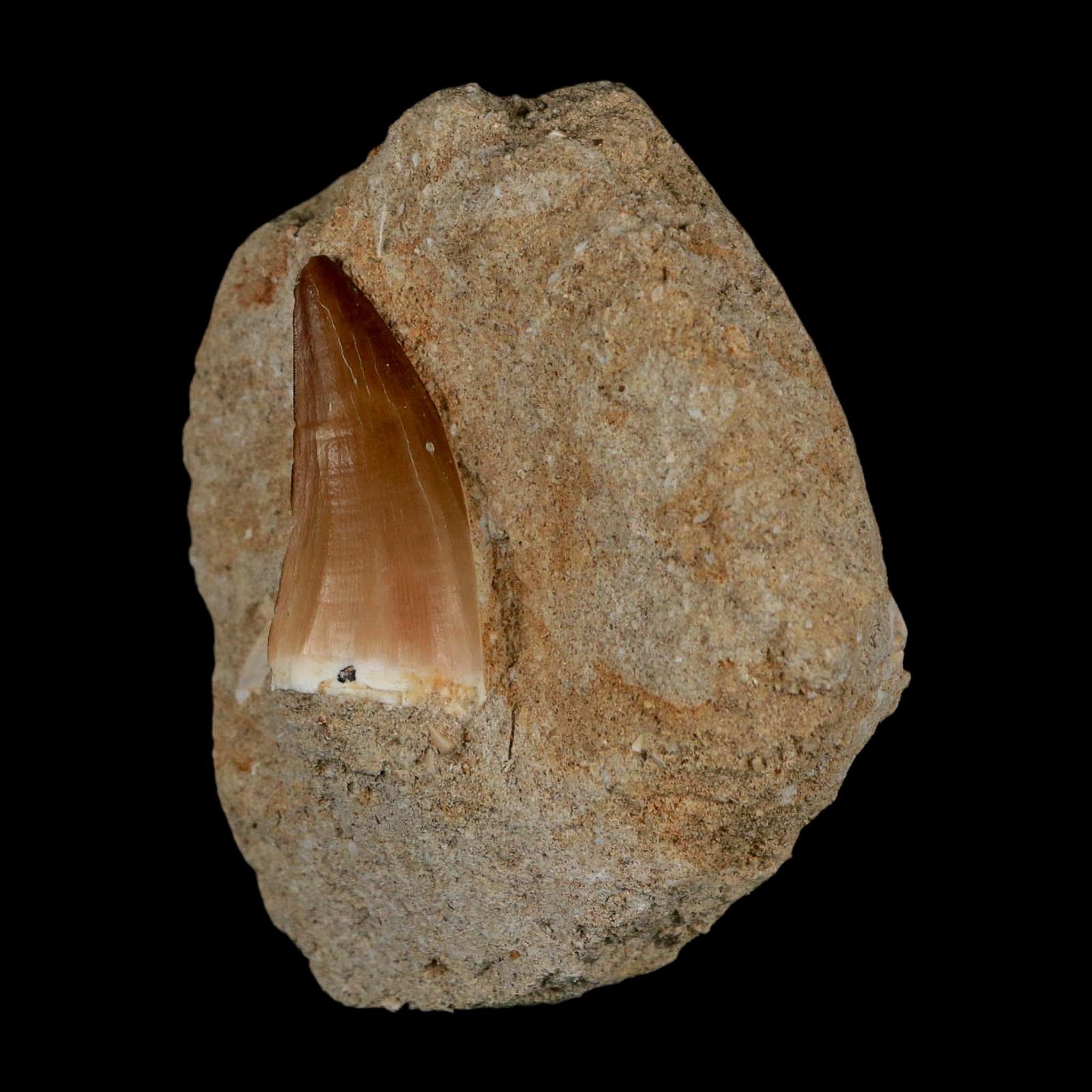 1.4" Mosasaur Prognathodon Fossil Tooth In Matrix Cretaceous Dinosaur Era COA - Fossil Age Minerals