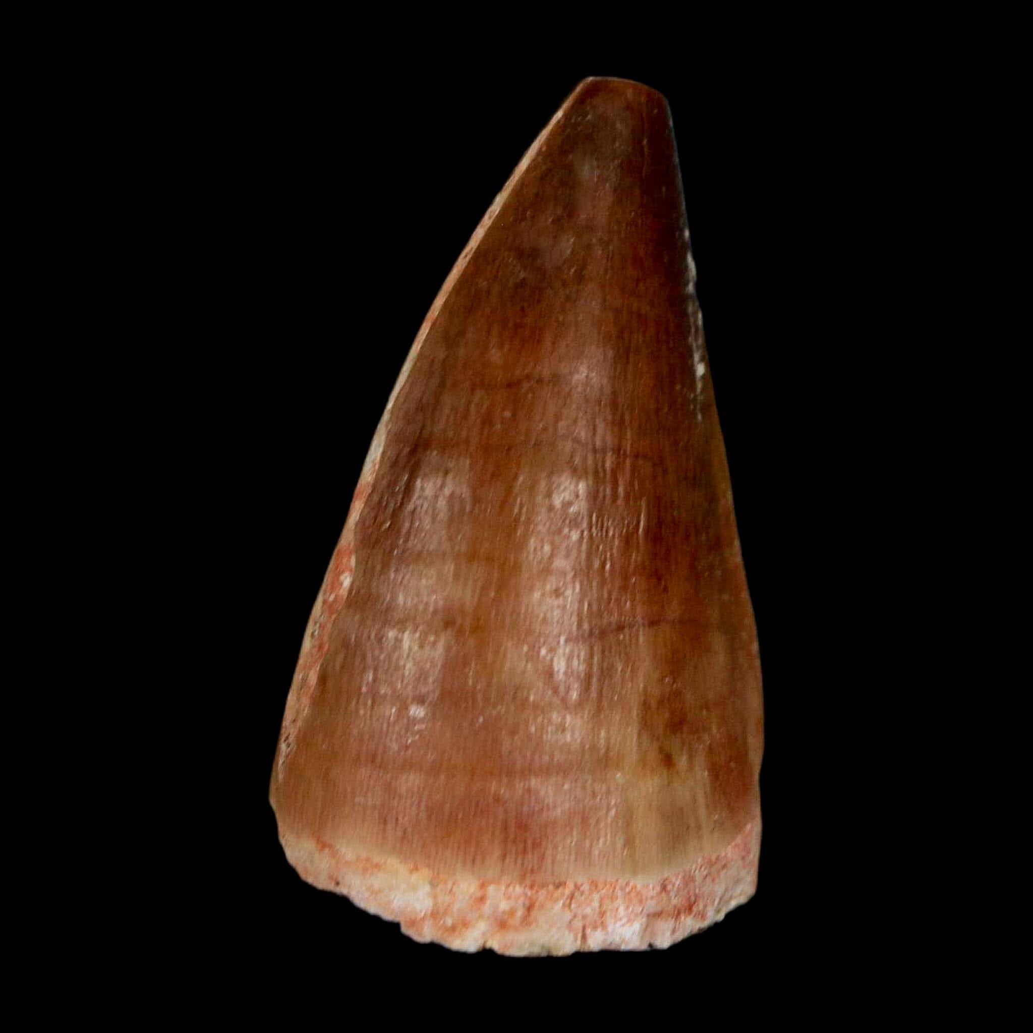 1.5" Mosasaur Prognathodon Fossil Tooth Cretaceous Dinosaur Era COA & Stand - Fossil Age Minerals