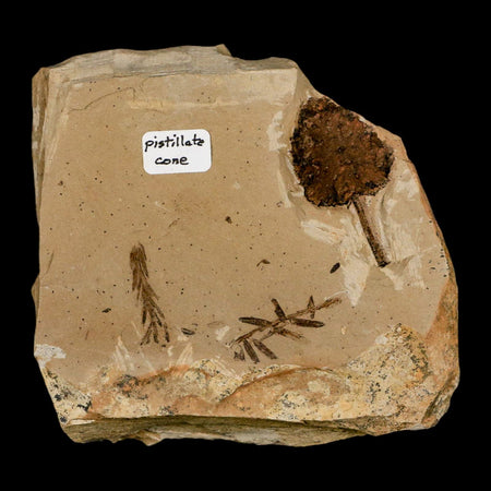 1.3" Rare Fossil Pistillate Cone Metasequoia Dawn Redwood Oligocene Age MT COA