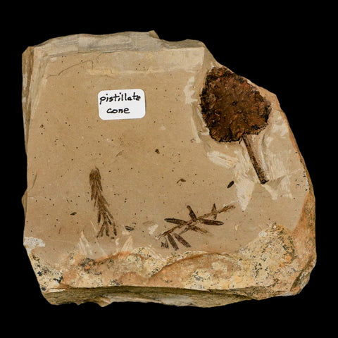 1.3" Rare Fossil Pistillate Cone Metasequoia Dawn Redwood Oligocene Age MT COA - Fossil Age Minerals