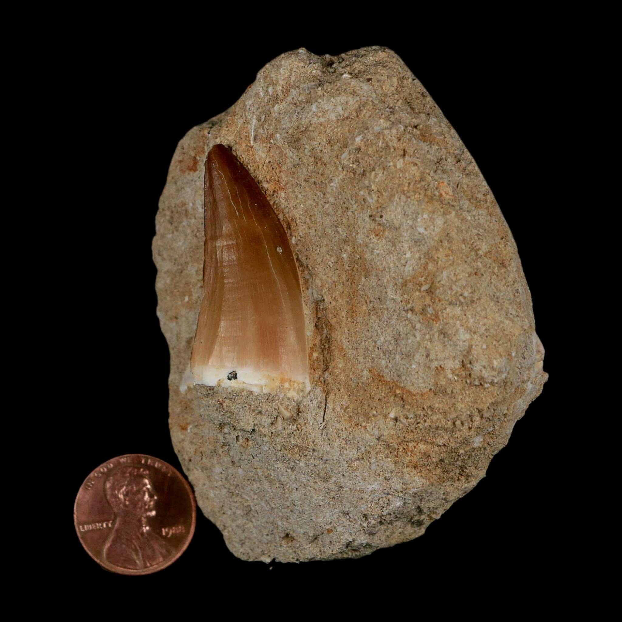 1.4" Mosasaur Prognathodon Fossil Tooth In Matrix Cretaceous Dinosaur Era COA - Fossil Age Minerals