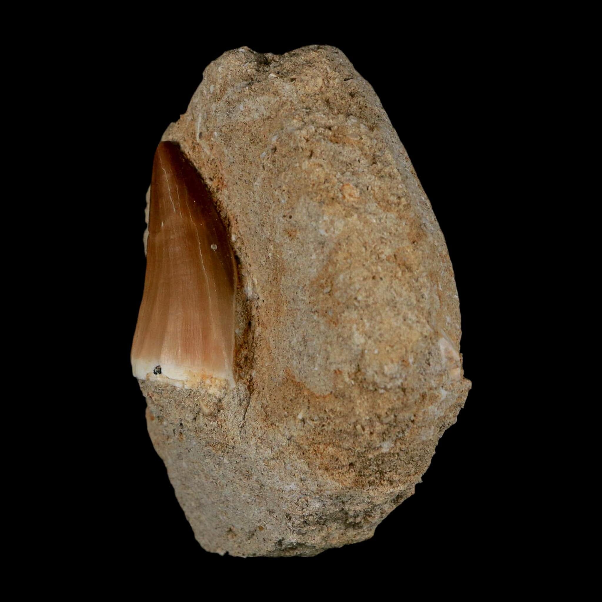 1.4" Mosasaur Prognathodon Fossil Tooth In Matrix Cretaceous Dinosaur Era COA - Fossil Age Minerals