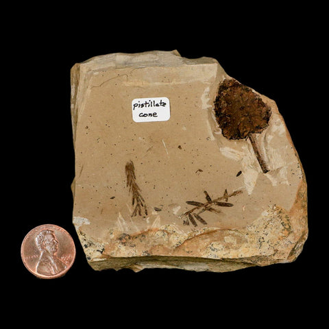 1.3" Rare Fossil Pistillate Cone Metasequoia Dawn Redwood Oligocene Age MT COA - Fossil Age Minerals