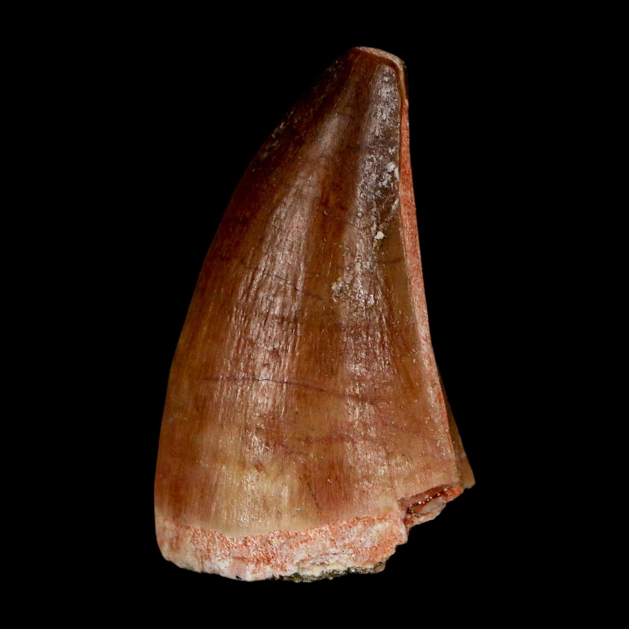 1.5" Mosasaur Prognathodon Fossil Tooth Cretaceous Dinosaur Era COA & Stand - Fossil Age Minerals
