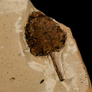 1.3" Rare Fossil Pistillate Cone Metasequoia Dawn Redwood Oligocene Age MT COA