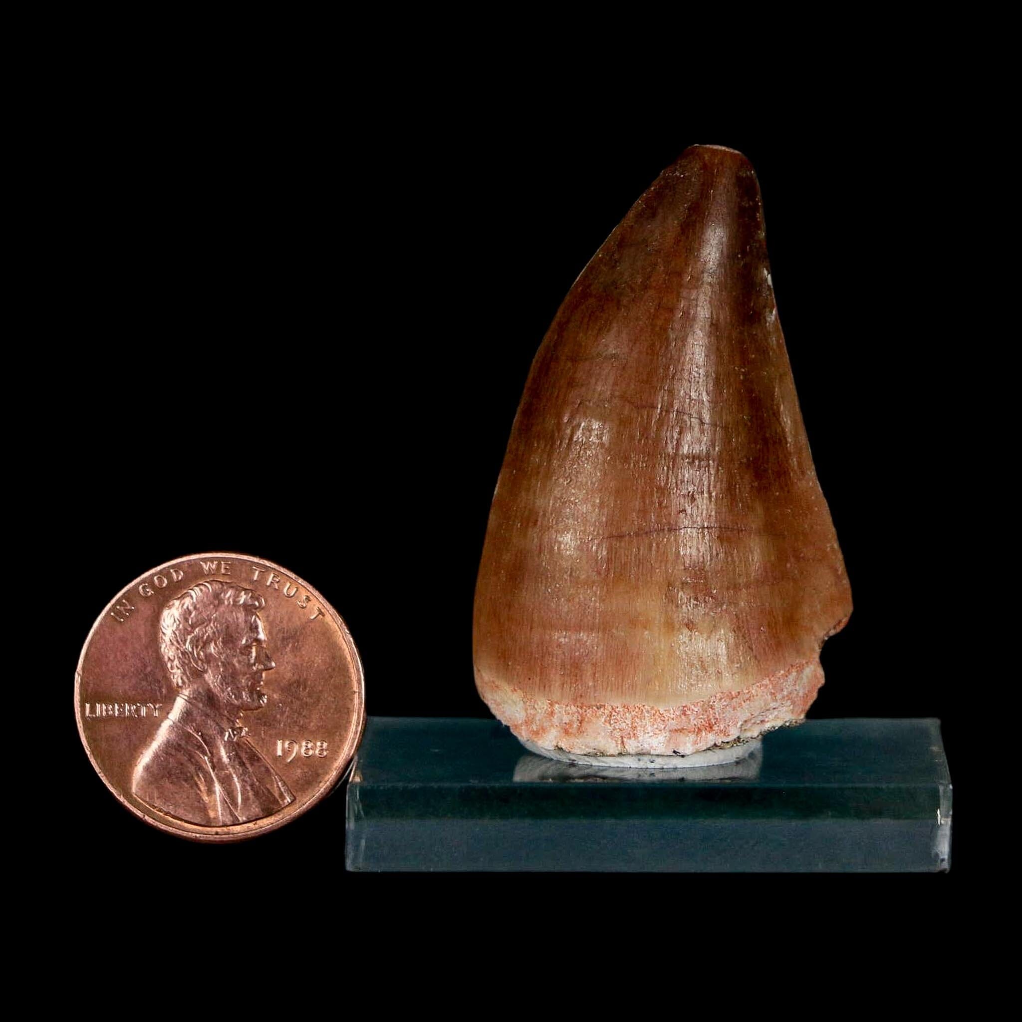 1.5" Mosasaur Prognathodon Fossil Tooth Cretaceous Dinosaur Era COA & Stand - Fossil Age Minerals
