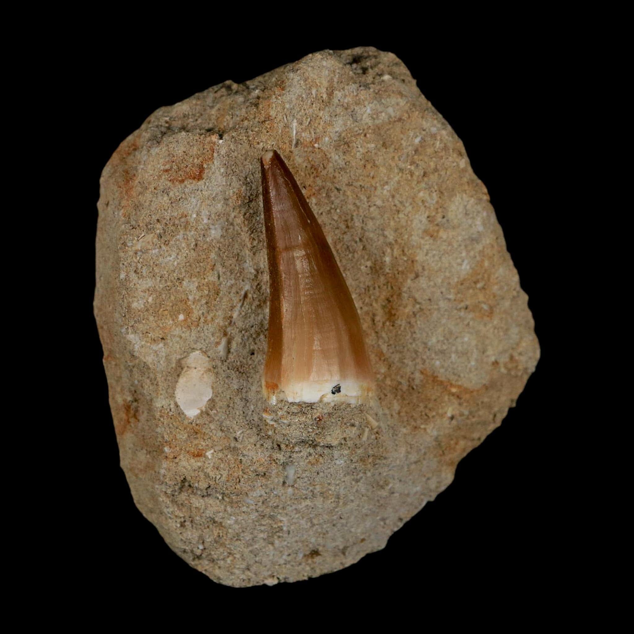 1.4" Mosasaur Prognathodon Fossil Tooth In Matrix Cretaceous Dinosaur Era COA - Fossil Age Minerals