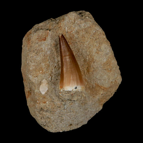1.4" Mosasaur Prognathodon Fossil Tooth In Matrix Cretaceous Dinosaur Era COA