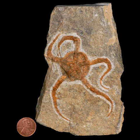 3.4" Brittlestar Ophiura Sp Starfish Fossil Ordovician Age Morocco COA & Stand - Fossil Age Minerals