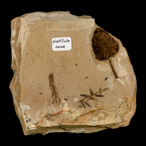 1.3" Rare Fossil Pistillate Cone Metasequoia Dawn Redwood Oligocene Age MT COA - Fossil Age Minerals