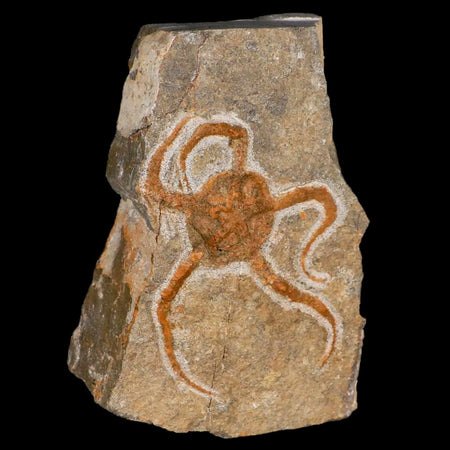 3.4" Brittlestar Ophiura Sp Starfish Fossil Ordovician Age Morocco COA & Stand