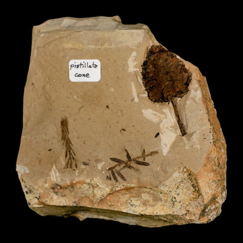 1.3" Rare Fossil Pistillate Cone Metasequoia Dawn Redwood Oligocene Age MT COA - Fossil Age Minerals