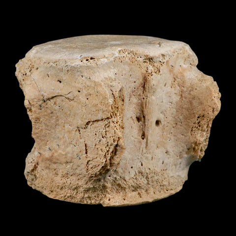 3.5" Basilosaurus Vertebrae Fossil Prehistoric Whale 34 Mil Yrs Old Late Eocene COA - Fossil Age Minerals