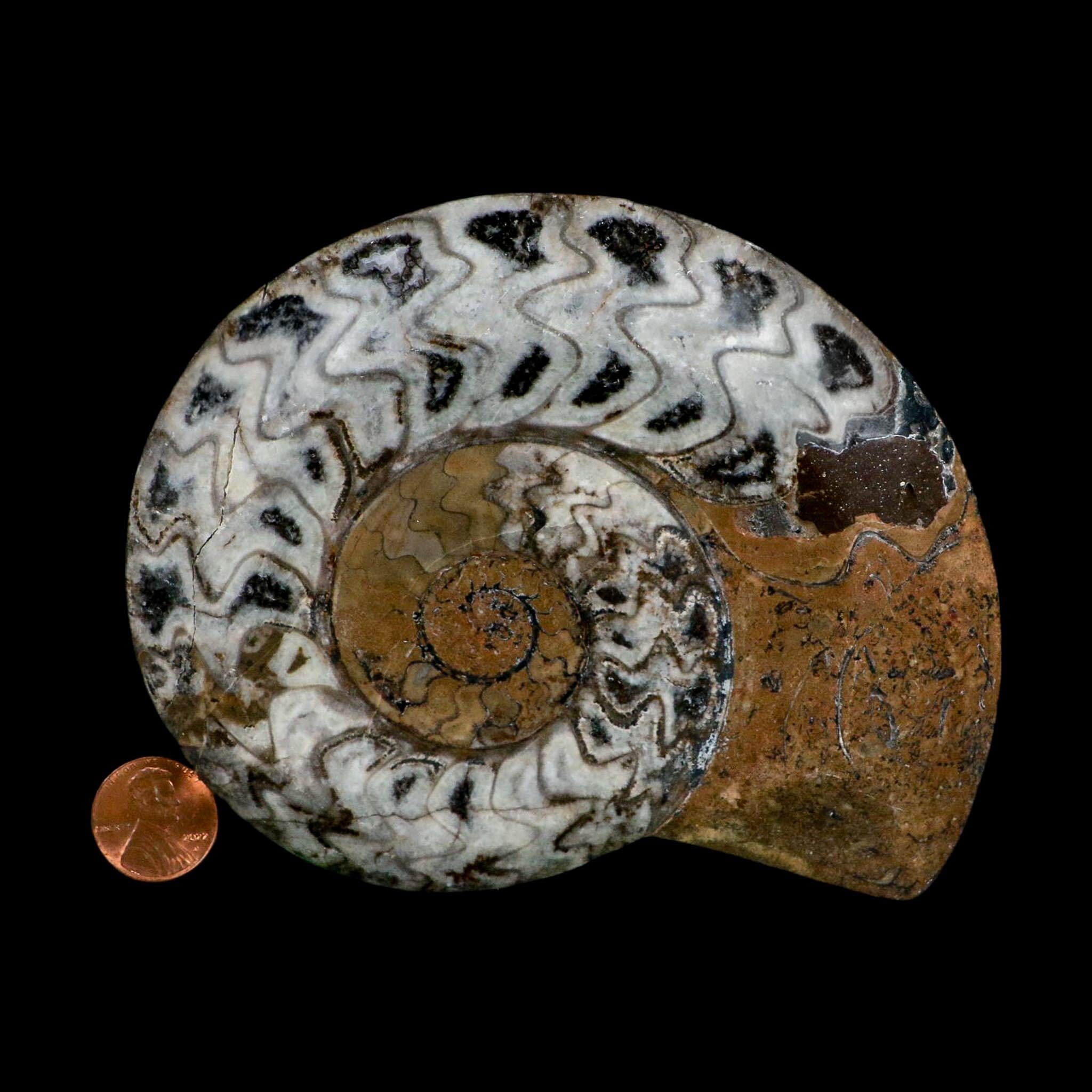5.1" Goniatite Ammonite Fossil Polished Morocco Devonian Age COA