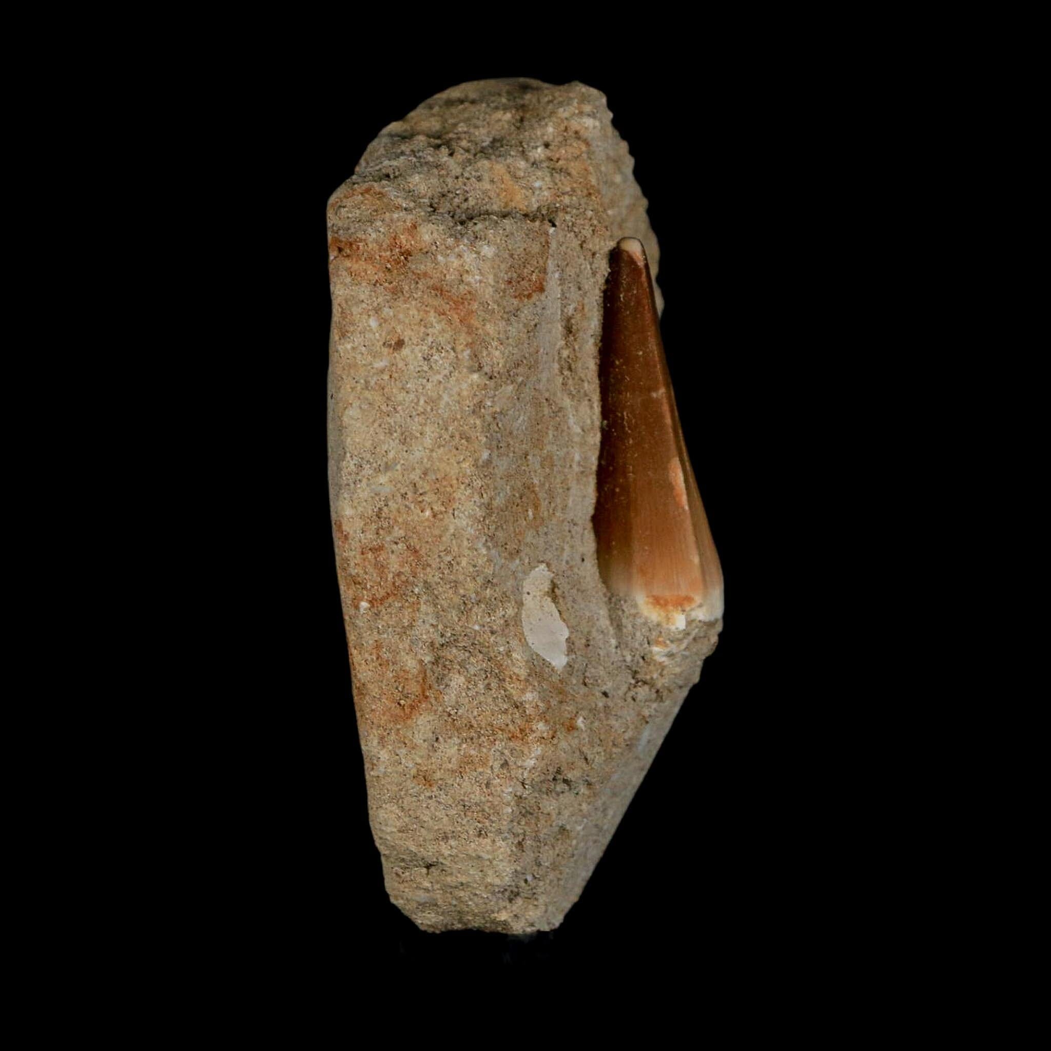 1.4" Mosasaur Prognathodon Fossil Tooth In Matrix Cretaceous Dinosaur Era COA - Fossil Age Minerals