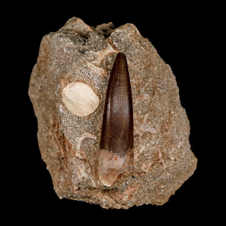 XL 2" Plesiosaur Zarafasaura Tooth Fossil In Matrix Cretaceous Dinosaur Era COA