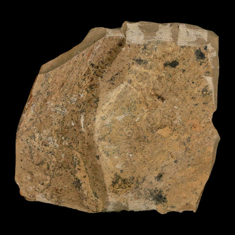 1.3" Rare Fossil Pistillate Cone Metasequoia Dawn Redwood Oligocene Age MT COA - Fossil Age Minerals