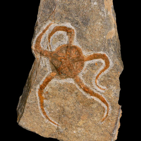 3.4" Brittlestar Ophiura Sp Starfish Fossil Ordovician Age Morocco COA & Stand - Fossil Age Minerals