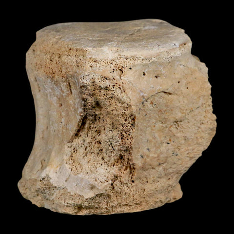 3.5" Basilosaurus Vertebrae Fossil Prehistoric Whale 34 Mil Yrs Old Late Eocene COA - Fossil Age Minerals