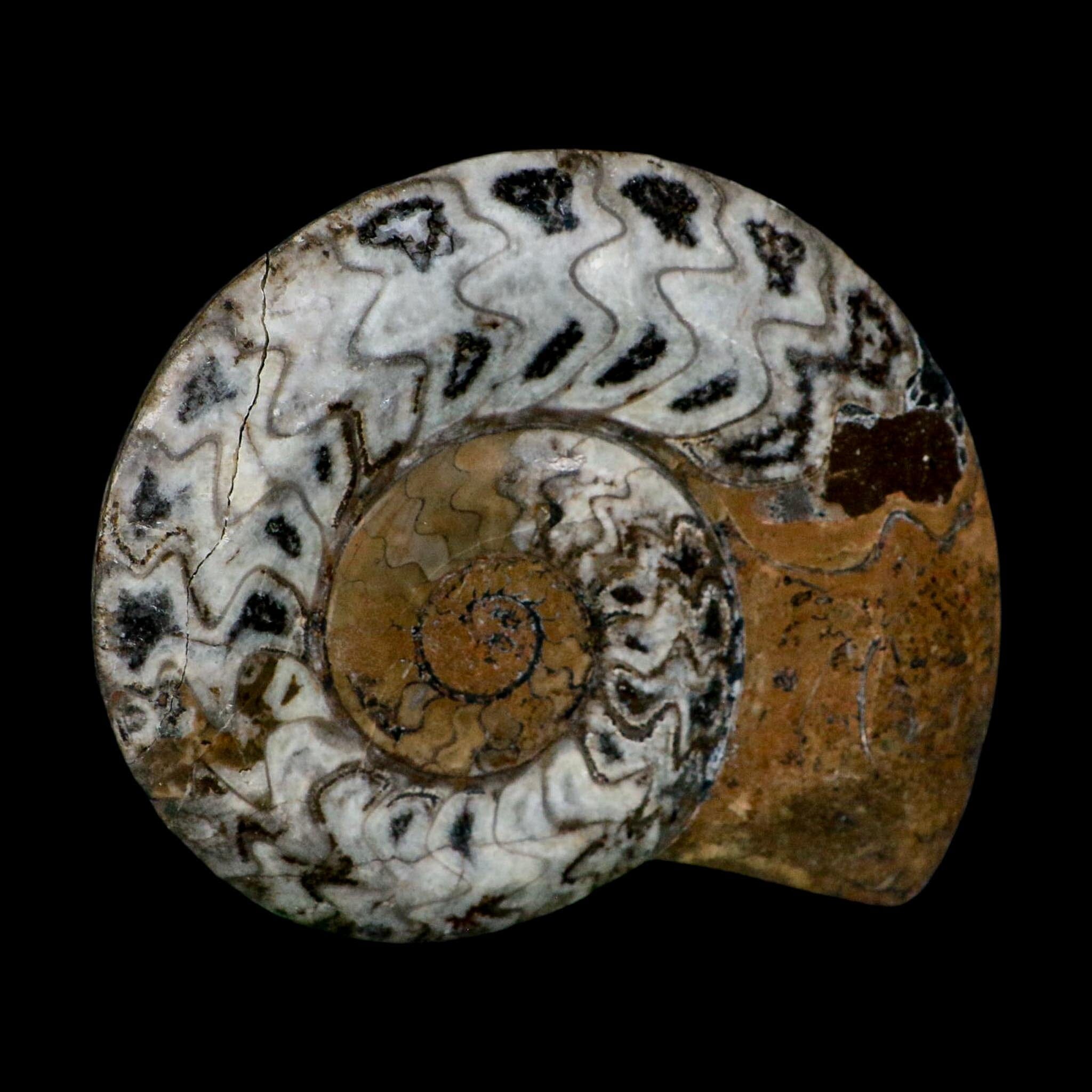 5.1" Goniatite Ammonite Fossil Polished Morocco Devonian Age COA