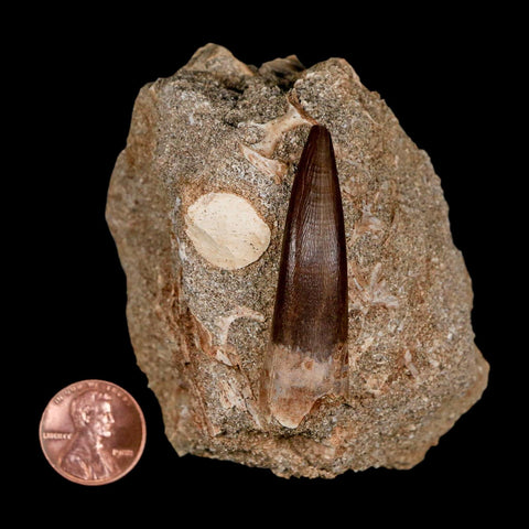 XL 2" Plesiosaur Zarafasaura Tooth Fossil In Matrix Cretaceous Dinosaur Era COA