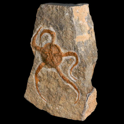 3.4" Brittlestar Ophiura Sp Starfish Fossil Ordovician Age Morocco COA & Stand - Fossil Age Minerals