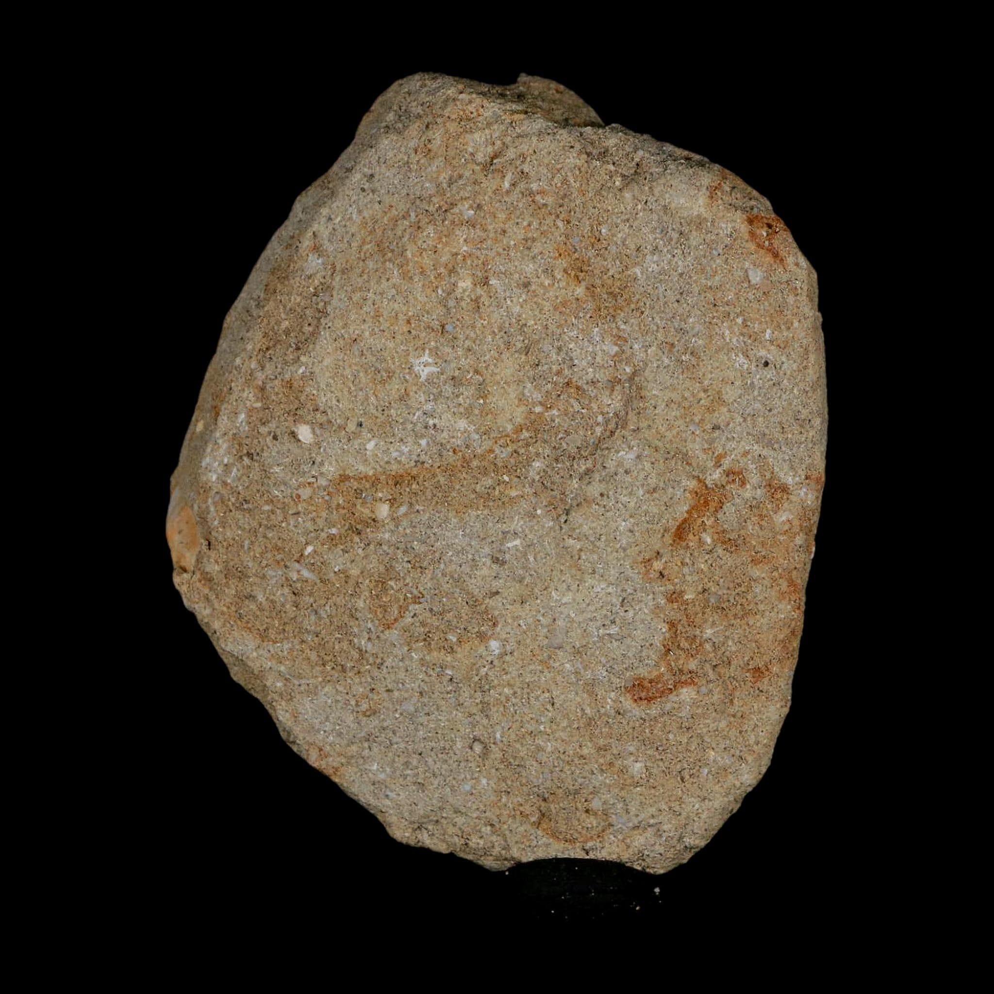 1.4" Mosasaur Prognathodon Fossil Tooth In Matrix Cretaceous Dinosaur Era COA - Fossil Age Minerals