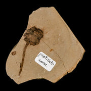 1.6" Rare Fossil Pistillate Cone Metasequoia Dawn Redwood Oligocene Age MT COA