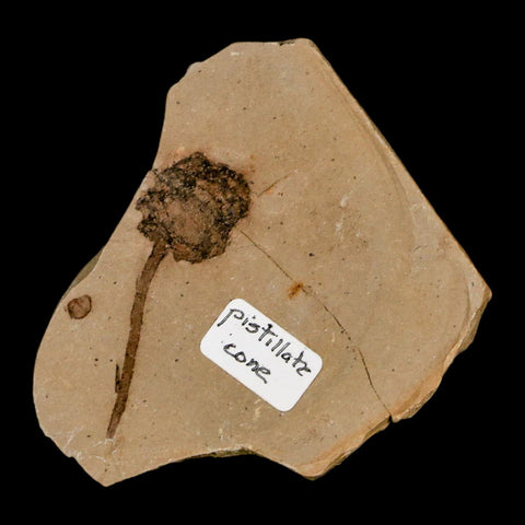 1.6" Rare Fossil Pistillate Cone Metasequoia Dawn Redwood Oligocene Age MT COA - Fossil Age Minerals