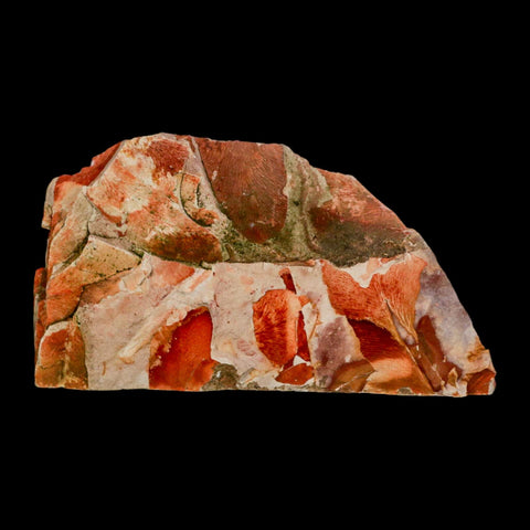 4.6" Detailed Glossopteris Browniana Fossil Plant Leaves Permian Age Australia - Fossil Age Minerals