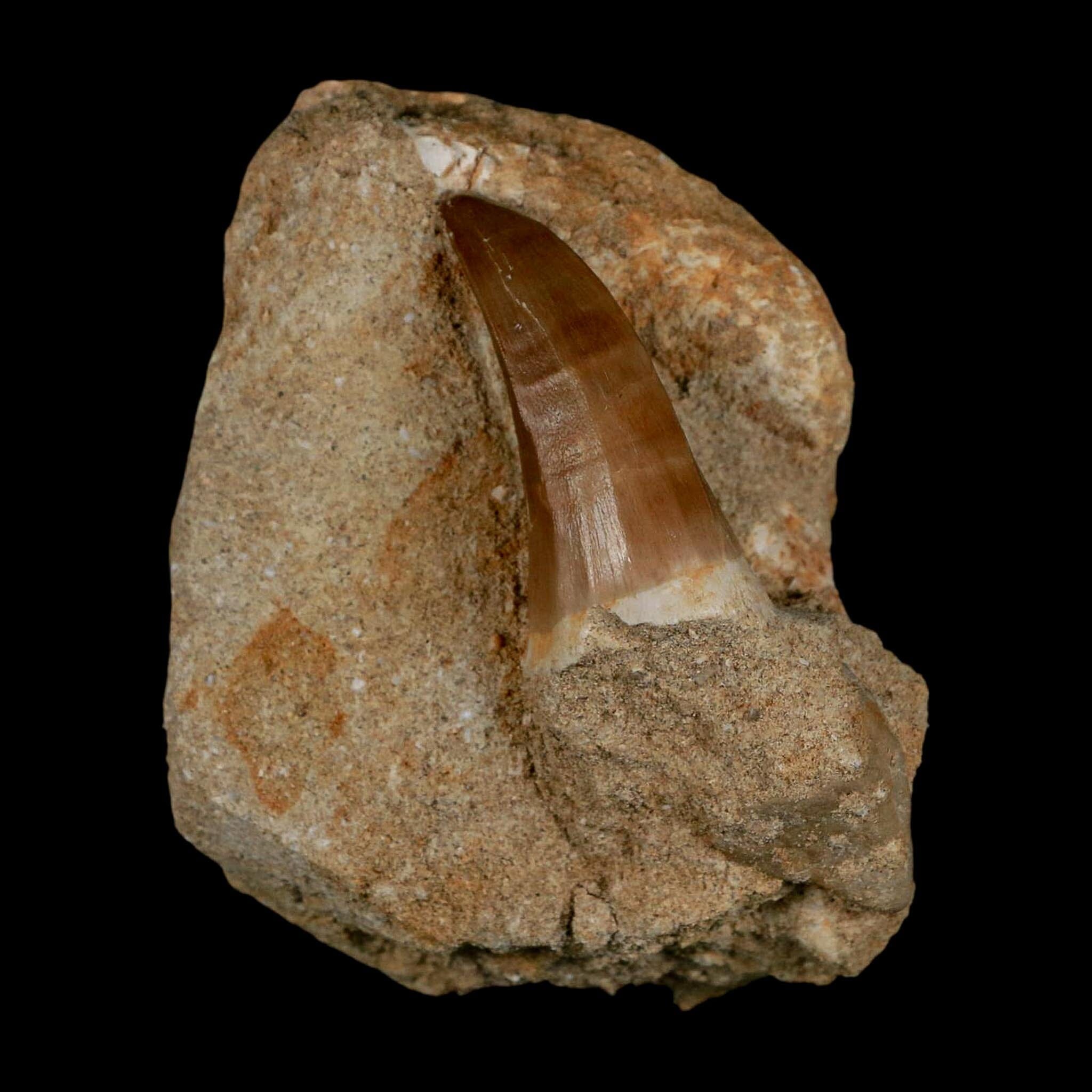 1.7" Mosasaur Hoffmanni Fossil Tooth In Matrix Cretaceous Dinosaur Era COA - Fossil Age Minerals