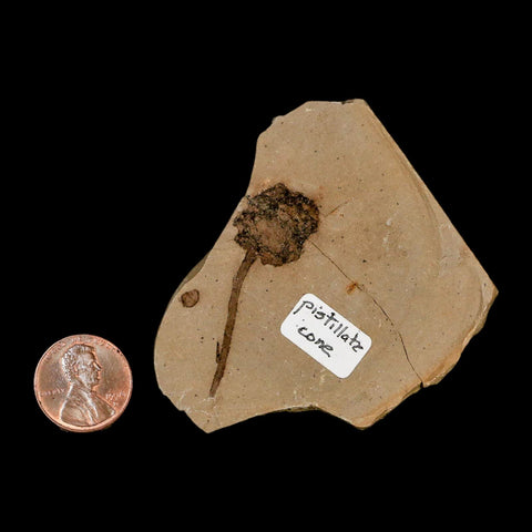 1.6" Rare Fossil Pistillate Cone Metasequoia Dawn Redwood Oligocene Age MT COA - Fossil Age Minerals