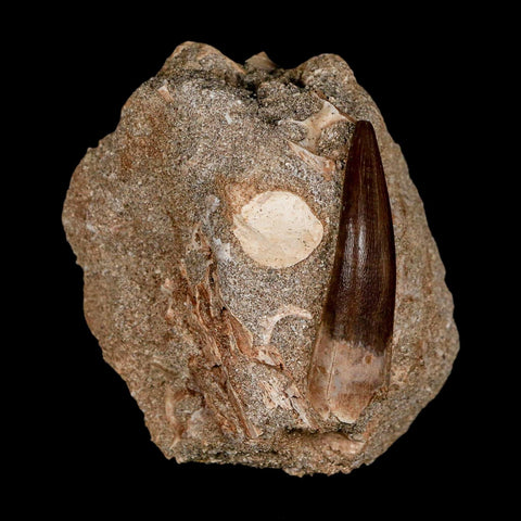 XL 2" Plesiosaur Zarafasaura Tooth Fossil In Matrix Cretaceous Dinosaur Era COA