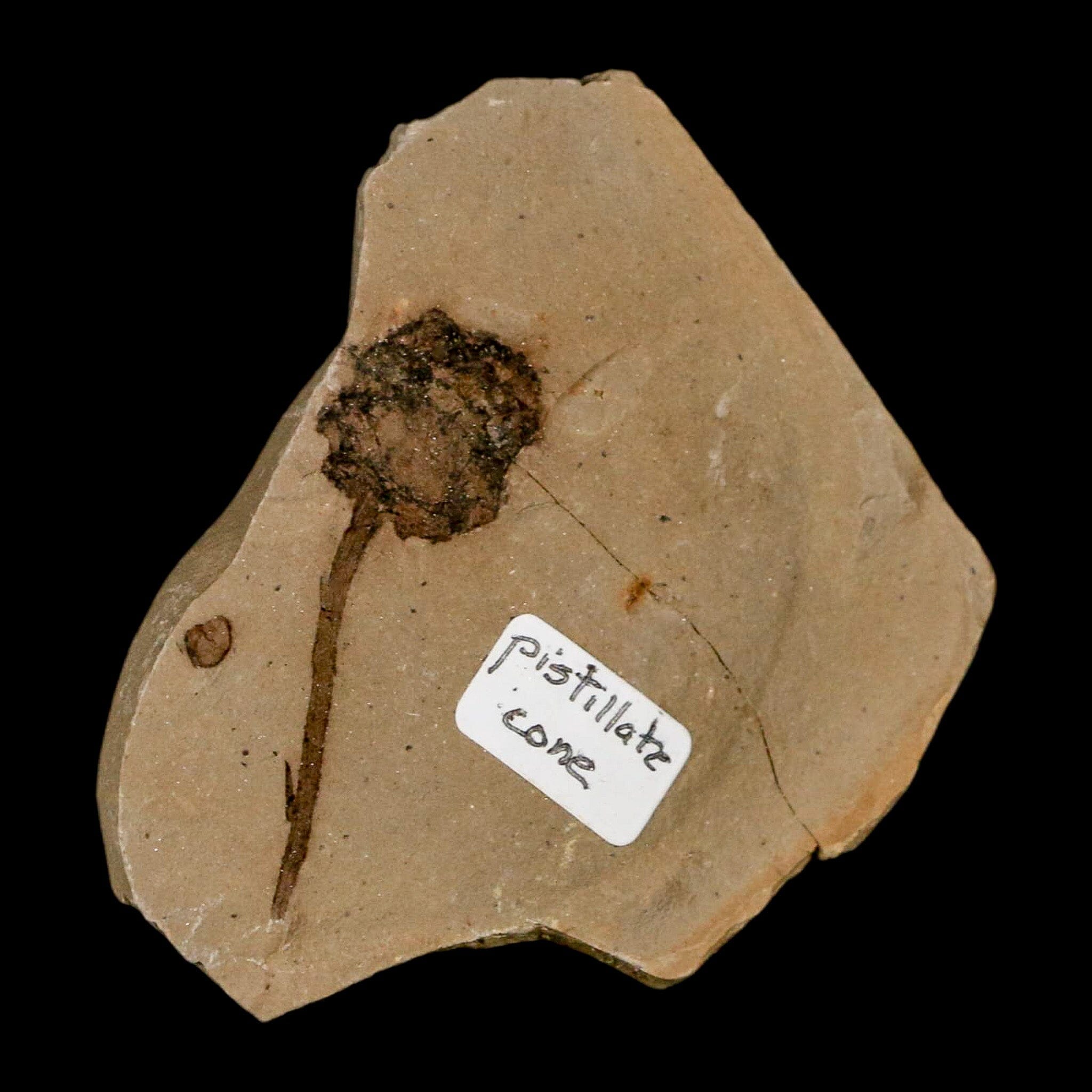 1.6" Rare Fossil Pistillate Cone Metasequoia Dawn Redwood Oligocene Age MT COA - Fossil Age Minerals