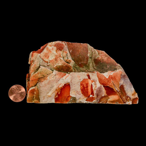 4.6" Detailed Glossopteris Browniana Fossil Plant Leaves Permian Age Australia - Fossil Age Minerals