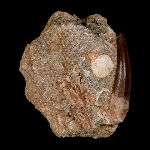 XL 2" Plesiosaur Zarafasaura Tooth Fossil In Matrix Cretaceous Dinosaur Era COA