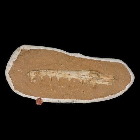 13.7" Mosasaur Platecarpus Fossil Jaw Teeth Cretaceous Dinosaur Era COA Stand - Fossil Age Minerals